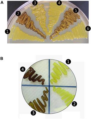 Mechanism Underlying Heat Stability of the Rice Endosperm Cytosolic ADP-Glucose Pyrophosphorylase